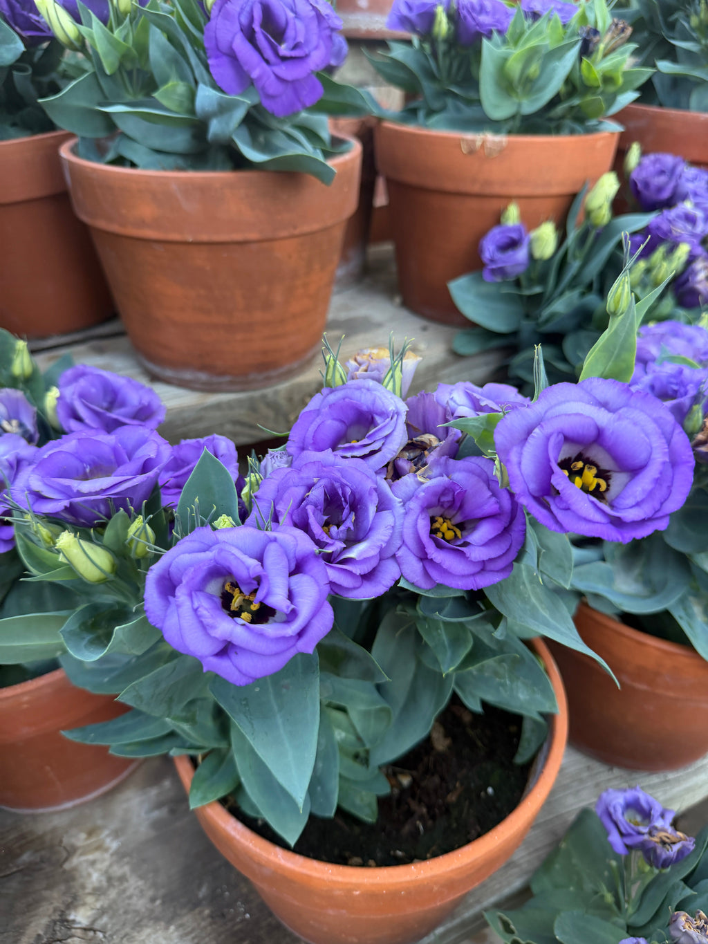 Lisianthus Julietta 'blue' seeds
