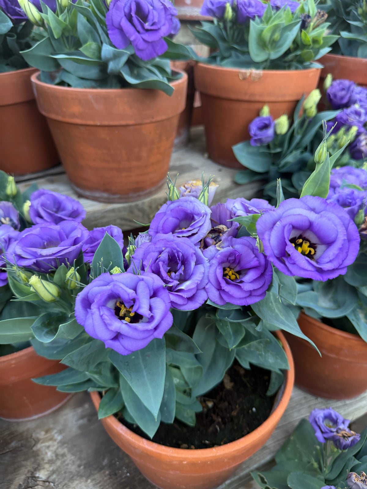 Lisianthus Julietta 'blue' seeds