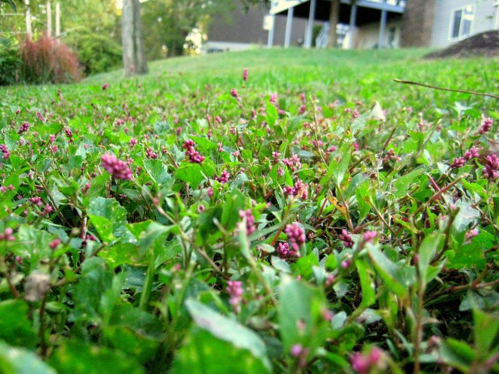 Creeping Smartweed™ — Low-Growing, Native Groundcover with Pink Blooms & Pollinator Friendly