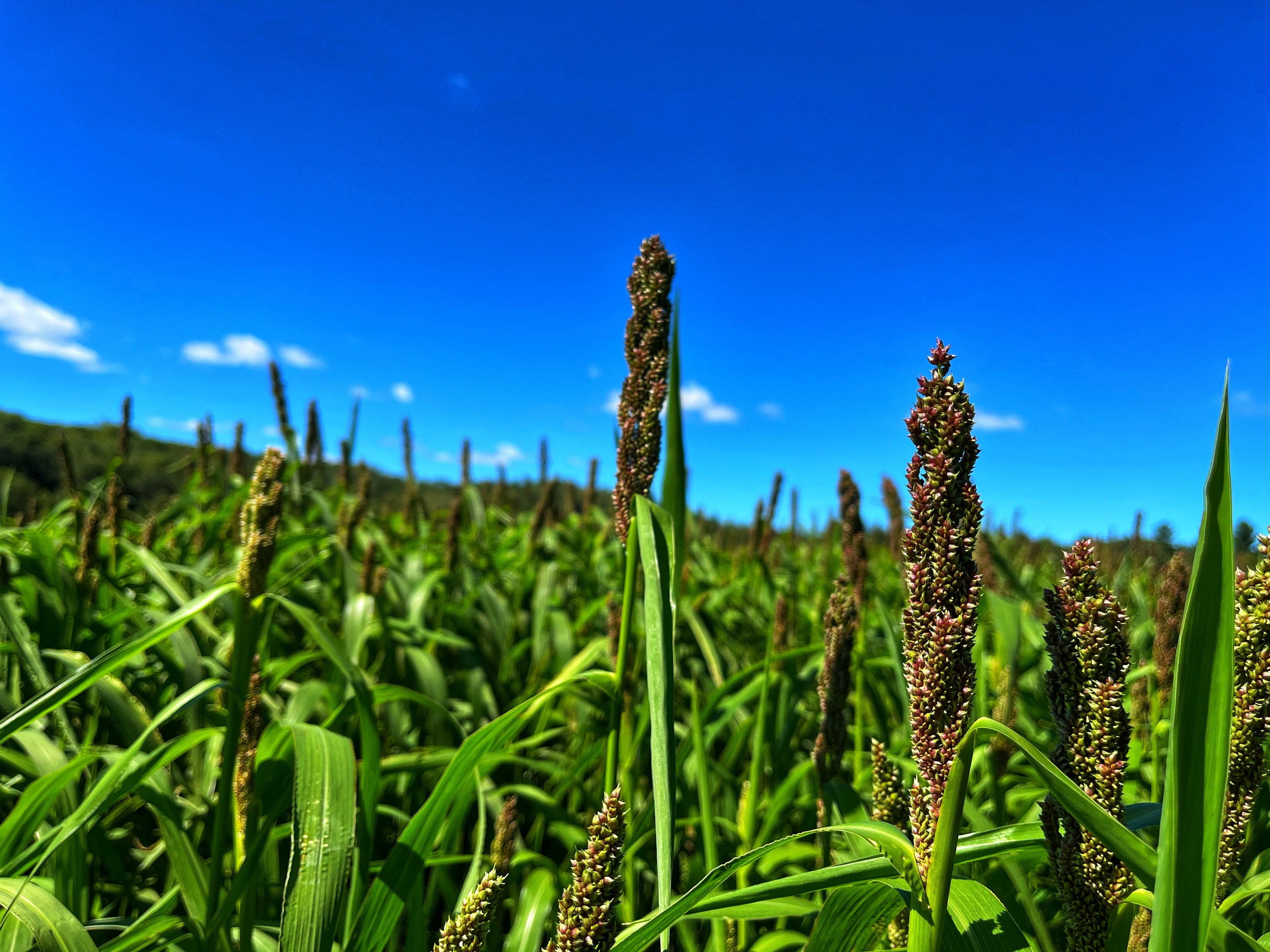 Dirty Bird™ Food Plot Seed