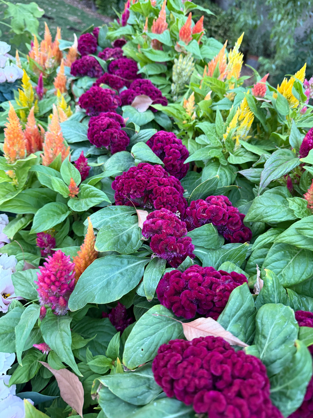 Cockscomb celosia Brainiac mad 'Magenta' seeds