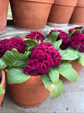 Cockscomb celosia Brainiac mad 'Magenta' seeds