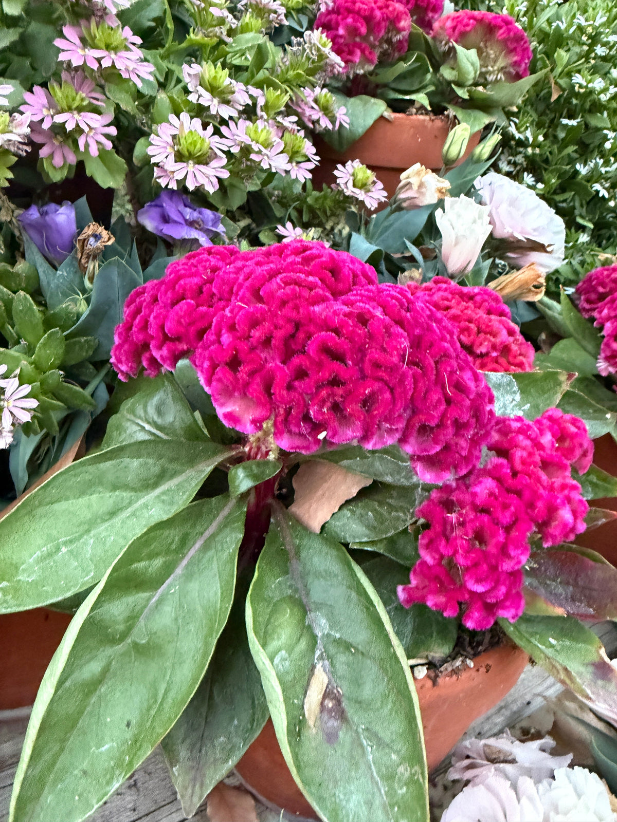 Cockscomb celosia brainiac Think 'Pink' Seeds