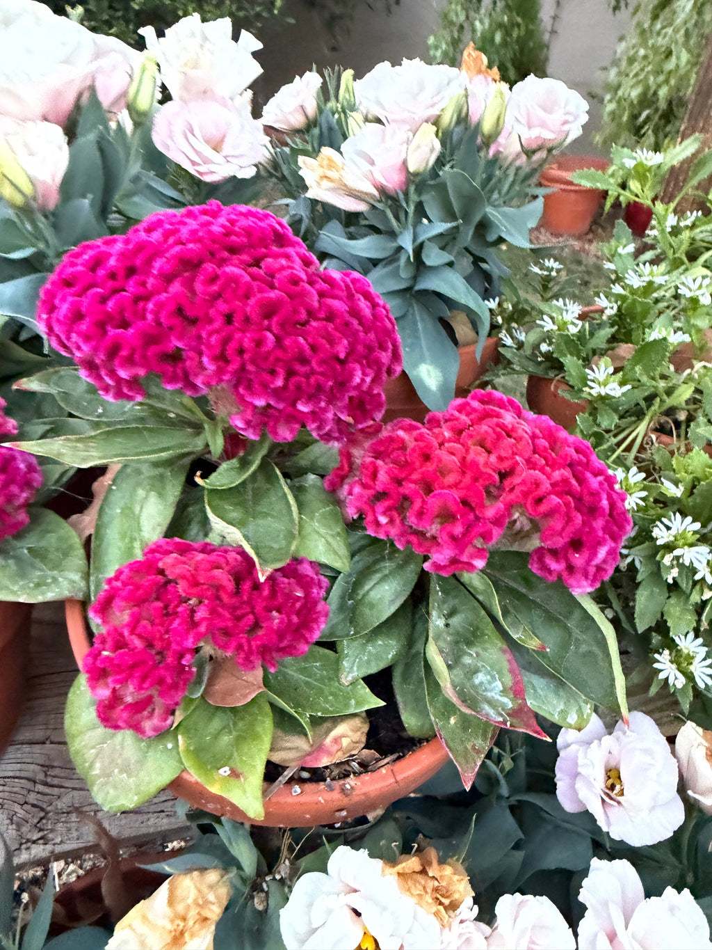 Cockscomb celosia brainiac Think 'Pink' Seeds