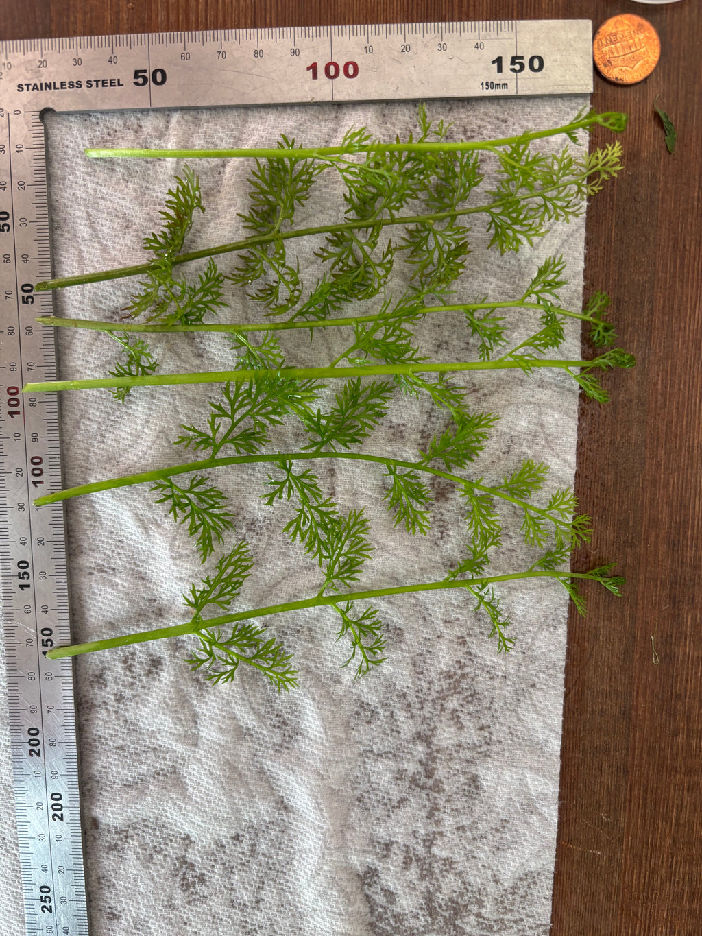 Water Sprite (6 stems)