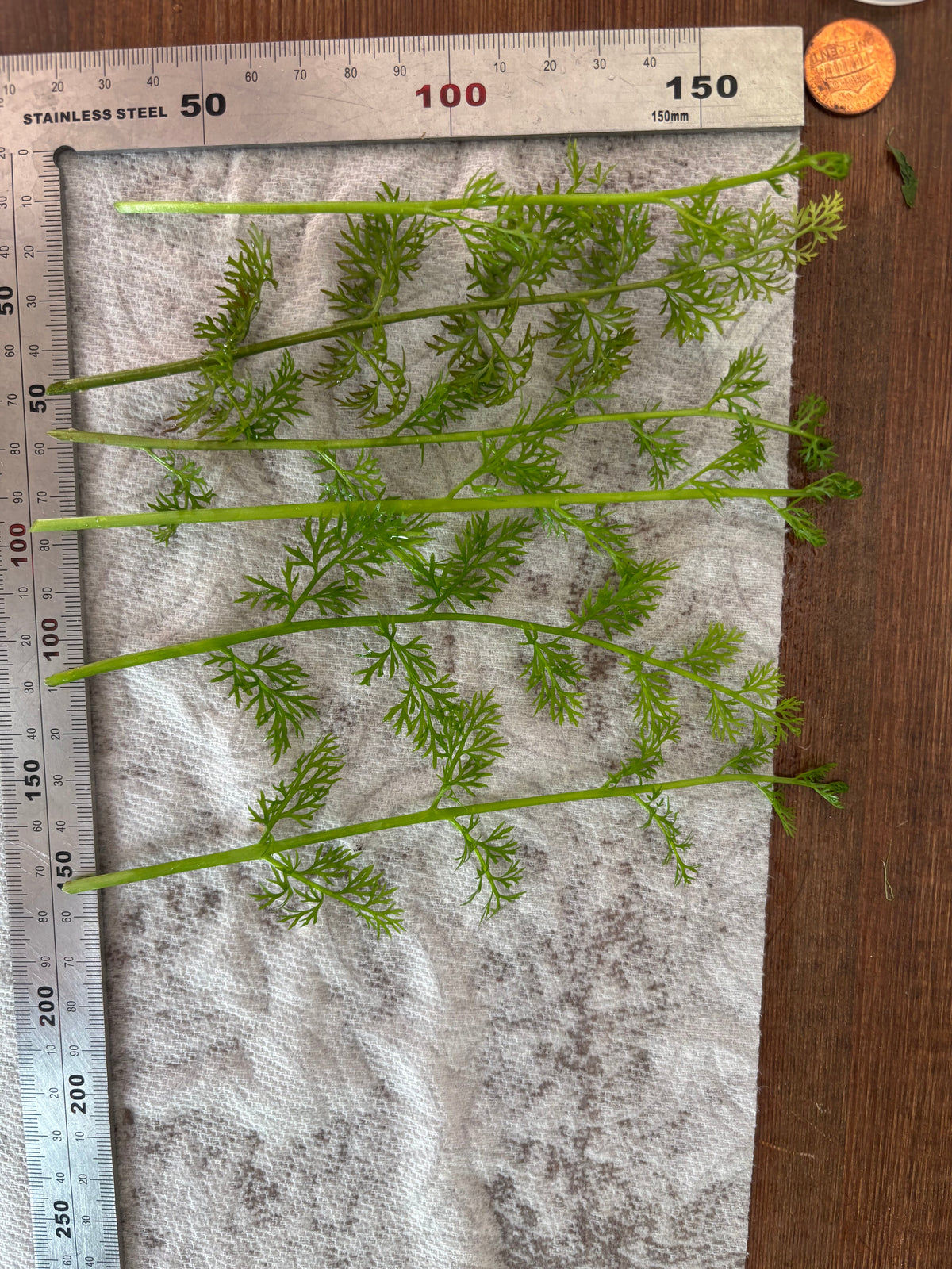 Water Sprite (6 stems)
