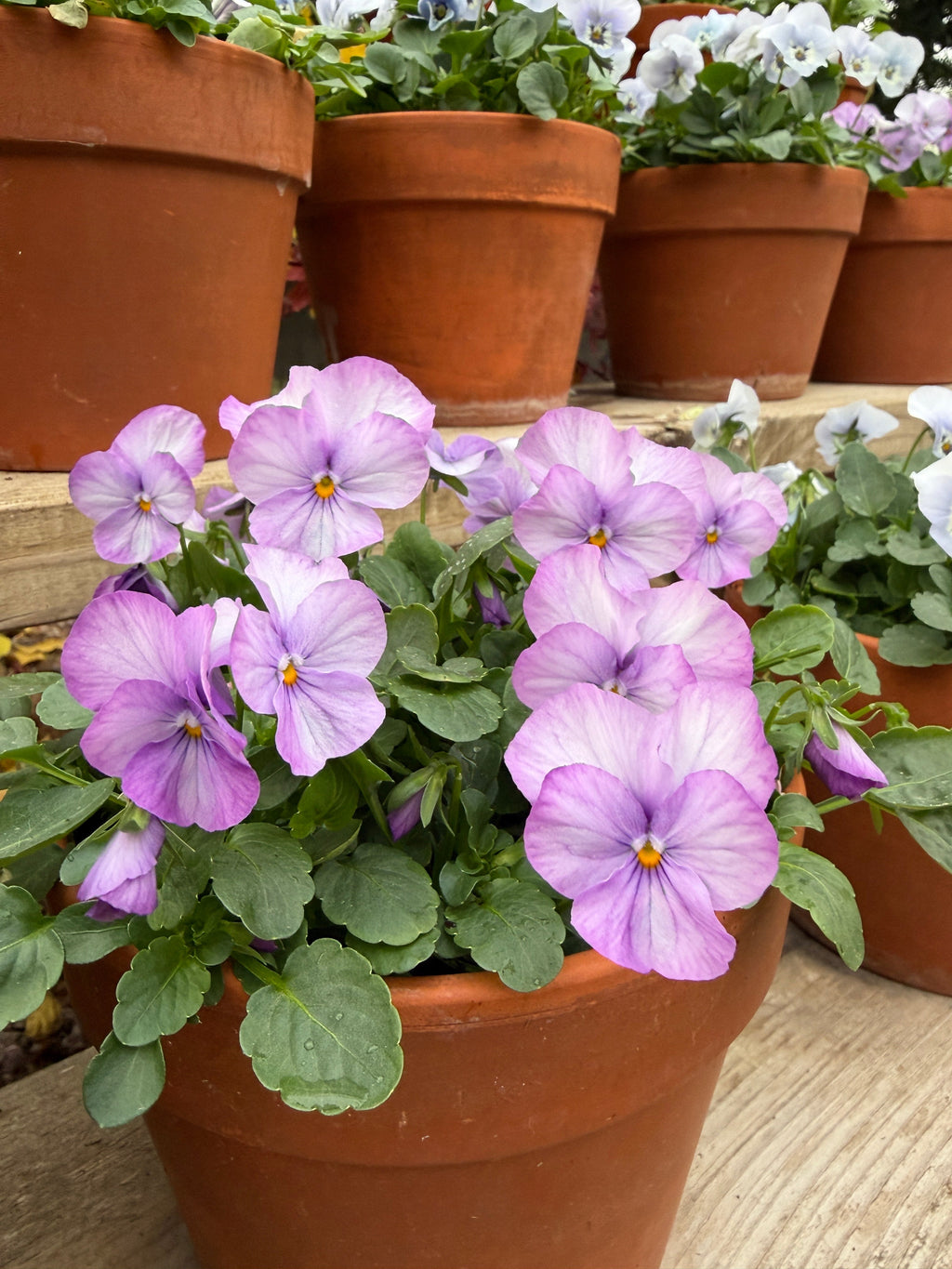 Viola Sorbet Marina 'Lavender Pink' Seeds