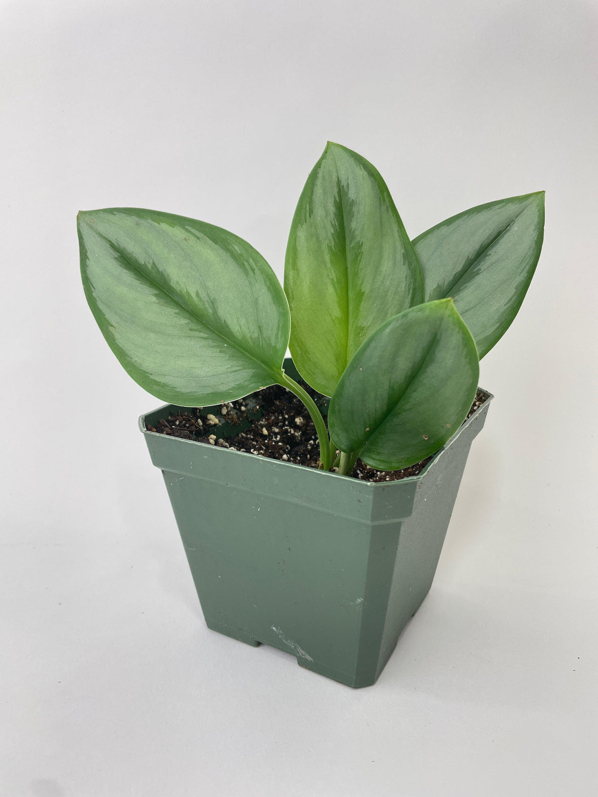Scindapsus 'Moonlight'