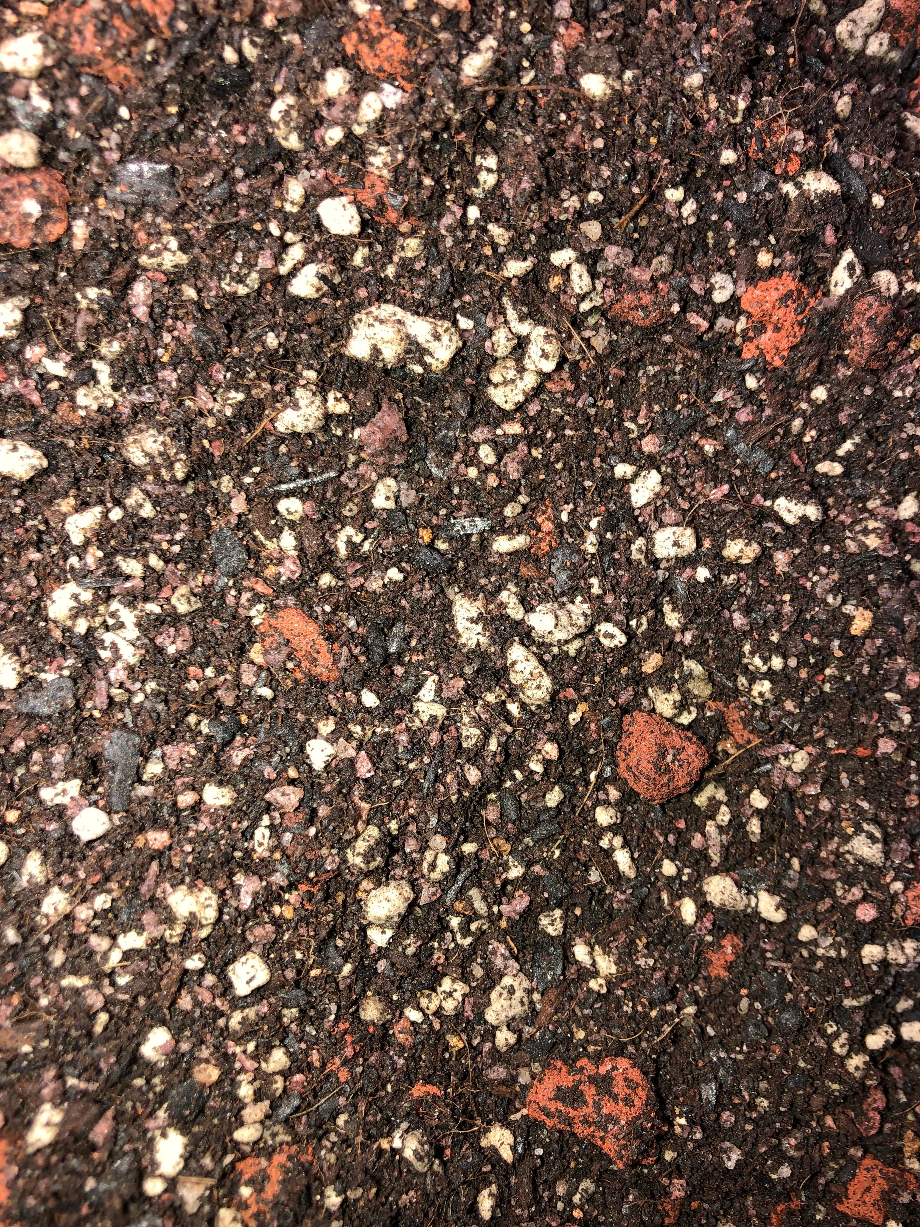 Olive Tree Premium Potting Mix