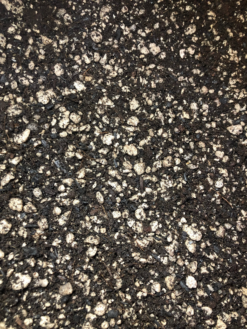 PEPEROMIA Premium Potting Mix