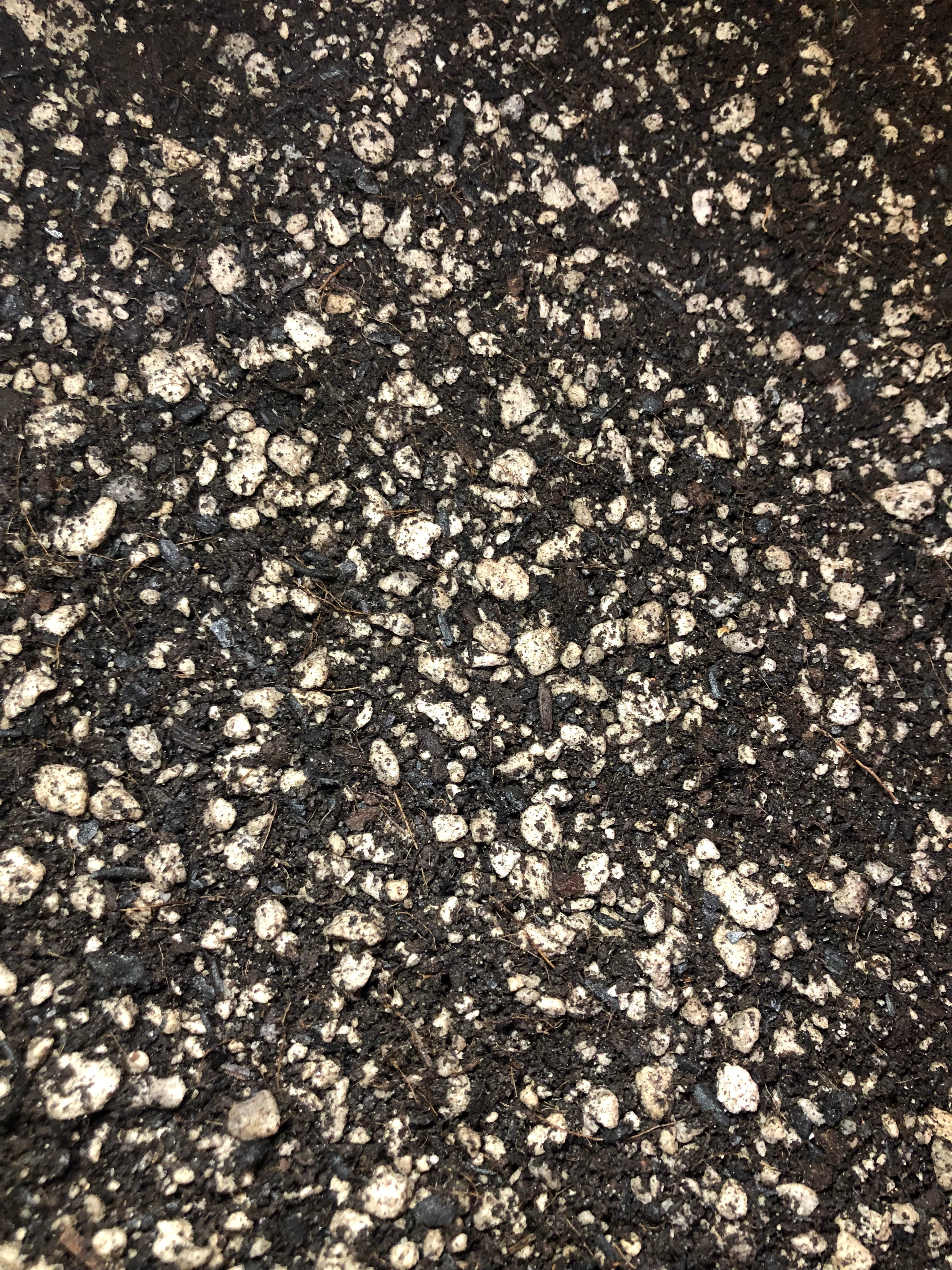 PEPEROMIA Premium Potting Mix