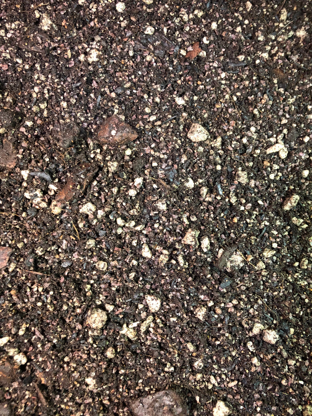 Schefflera Premium Potting Mix