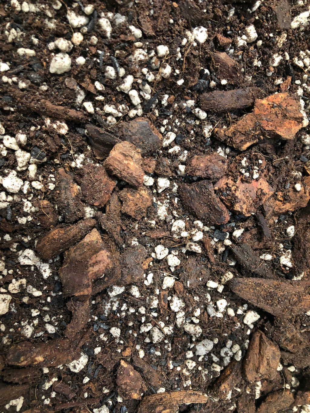 Ficus Premium Potting Mix