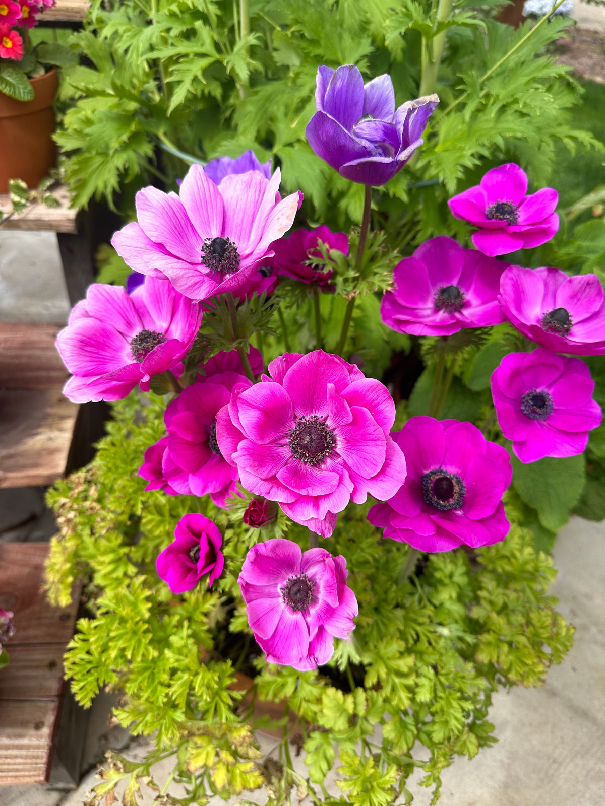 Anemone Carmel pink corms