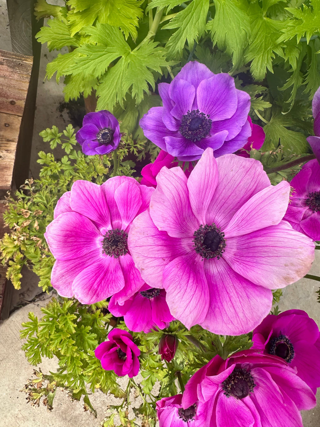 Anemone Carmel pink corms