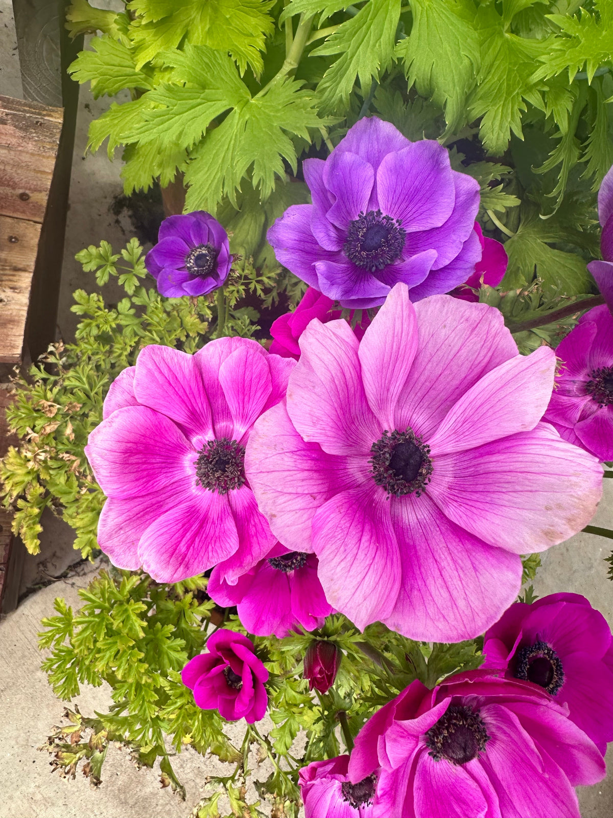 Anemone Carmel pink corms