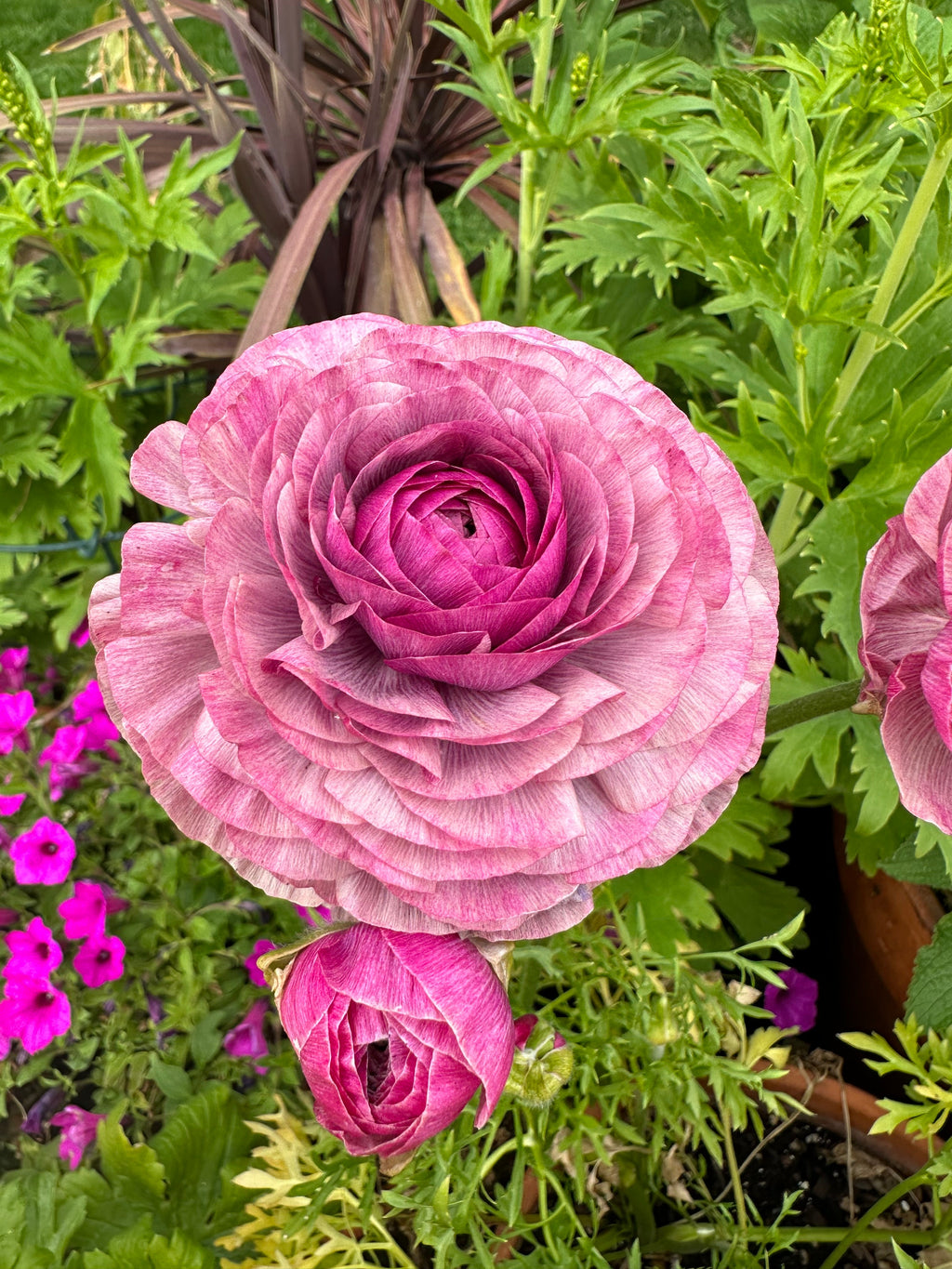 Ranunculus Amandine Purple Jean