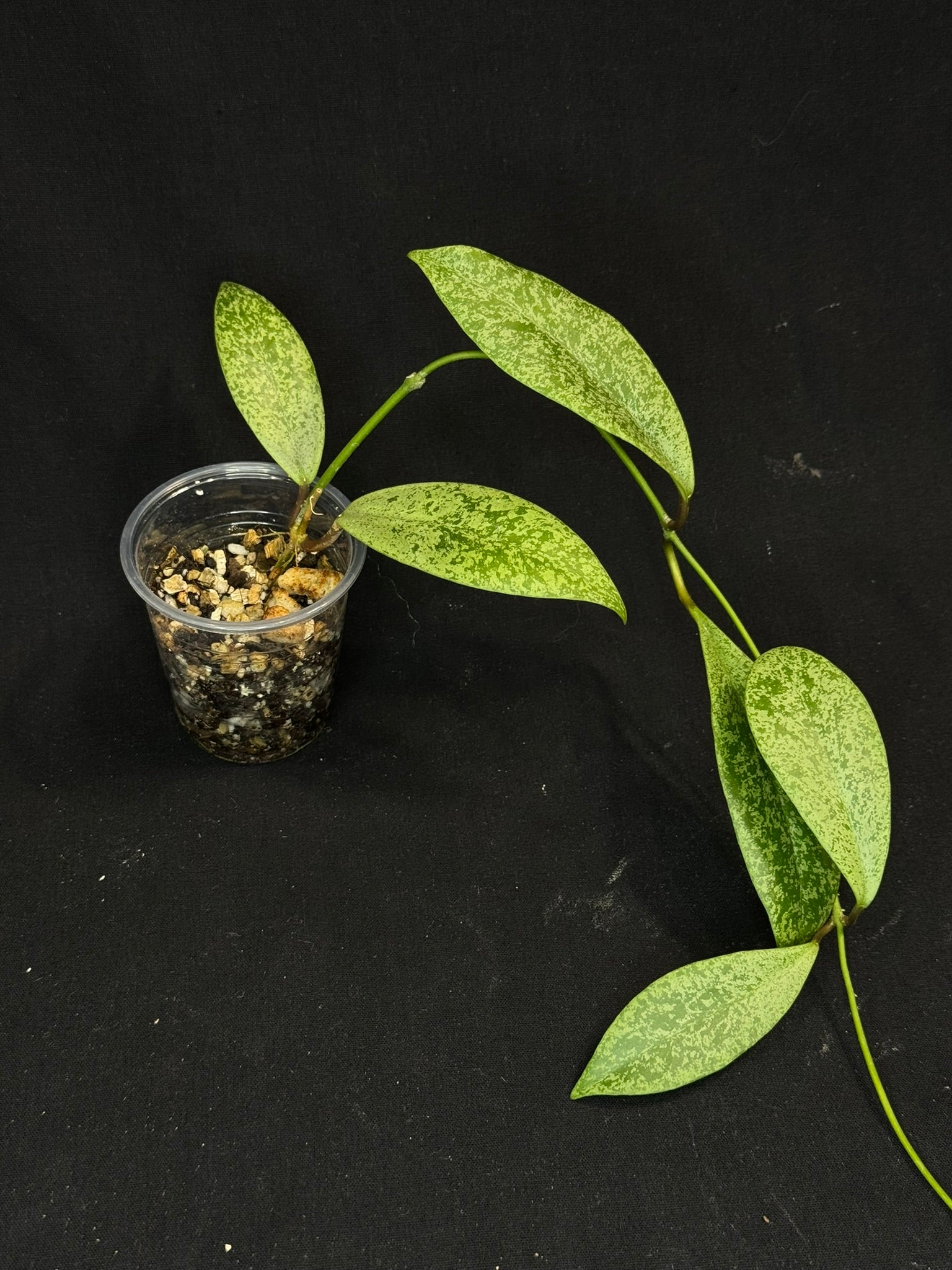 Hoya jita Silver (#2), silvery leaves, rare hoya