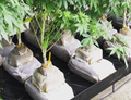 GroEzy™ - 12" Mini Slab Coco Grow block