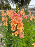 Snapdragon Chantilly 'Salmon' seeds