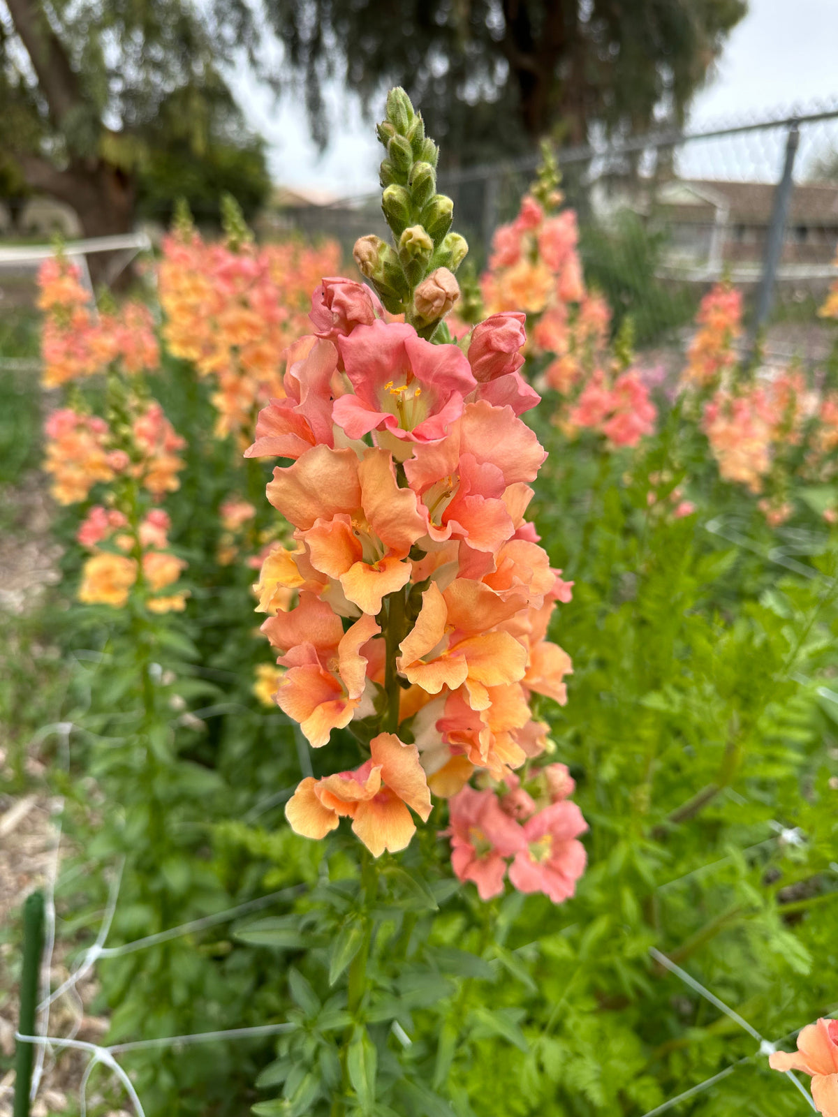 Snapdragon Chantilly 'Salmon' seeds