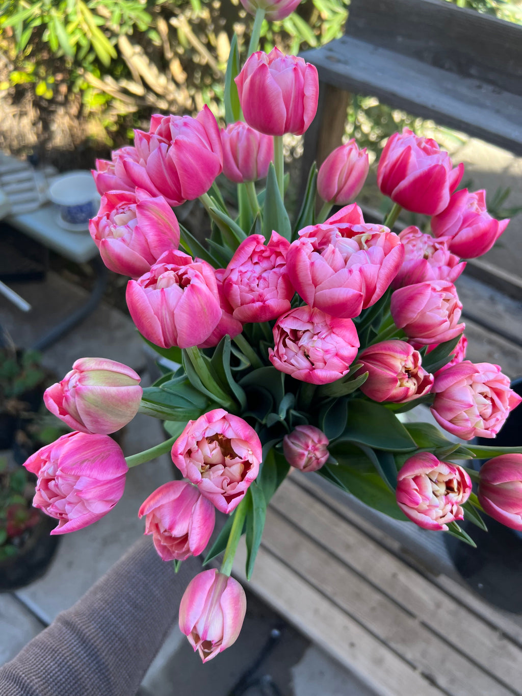 Tulip Columbus
