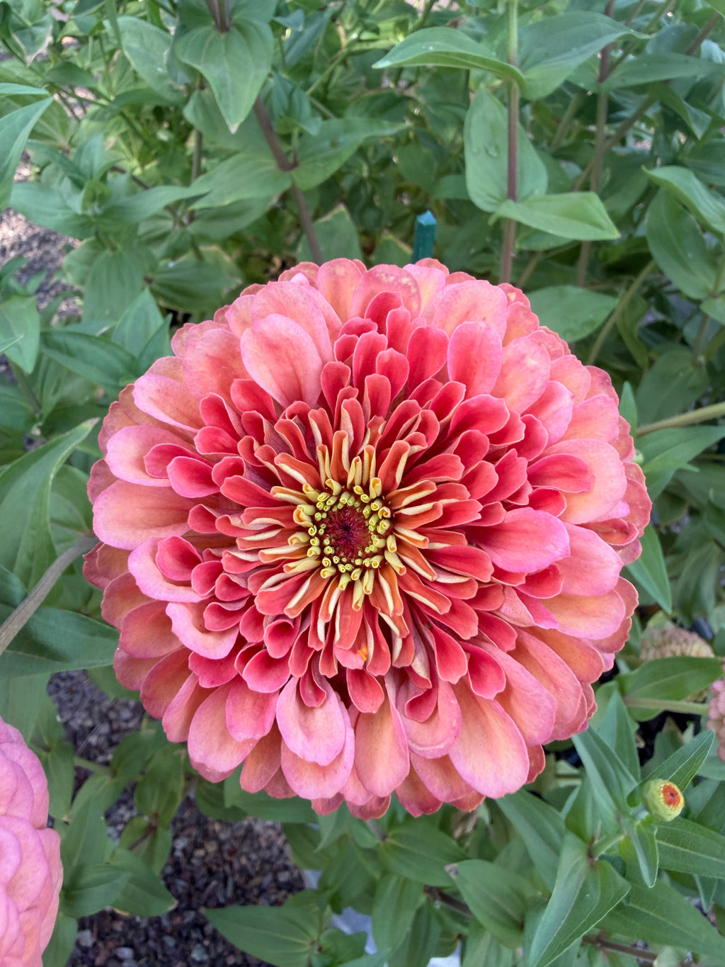 Zinnia Benary's Giant 'Salmon Rose' seeds