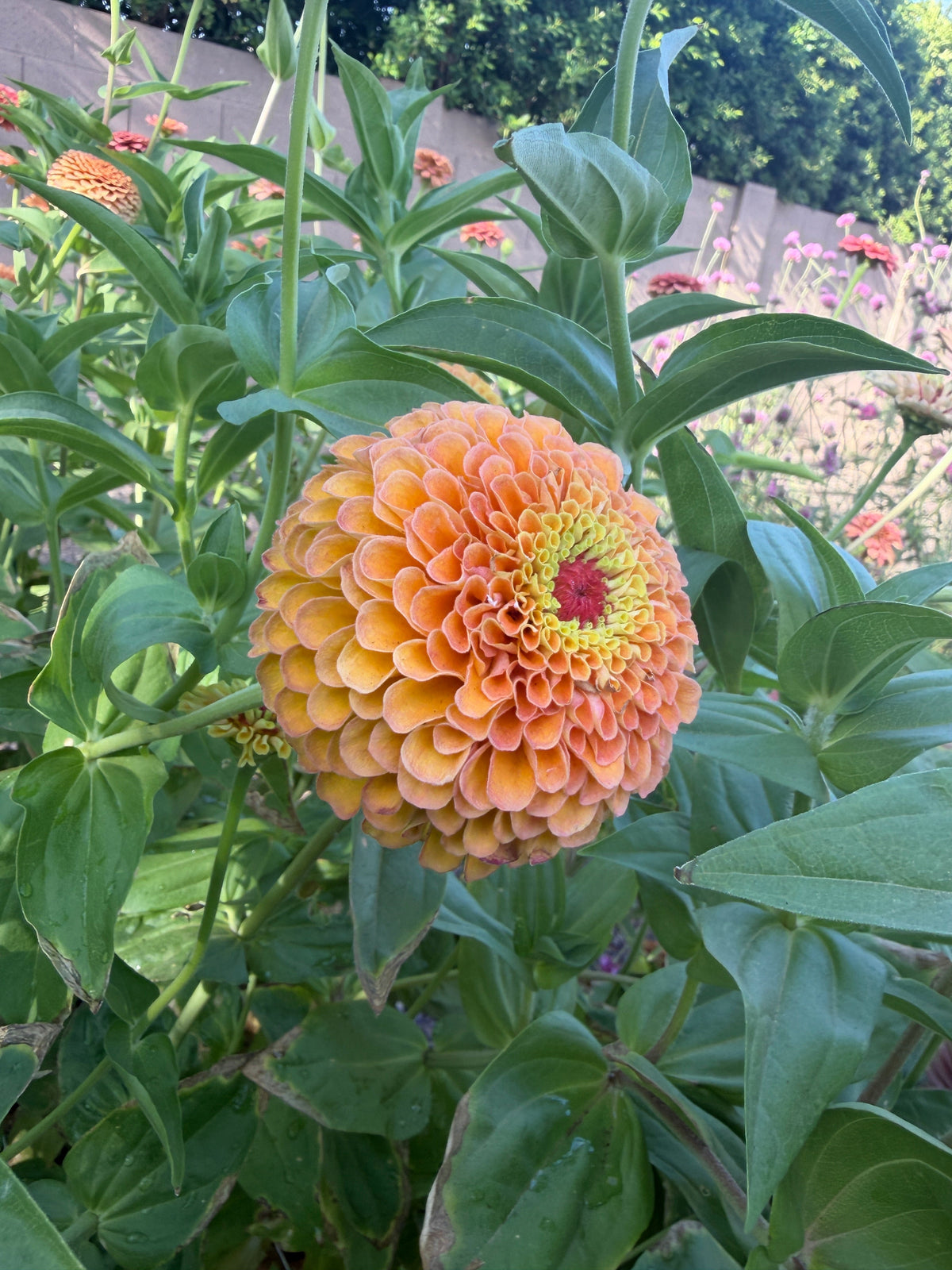 Zinnia Queen Lime 'Orange' seeds