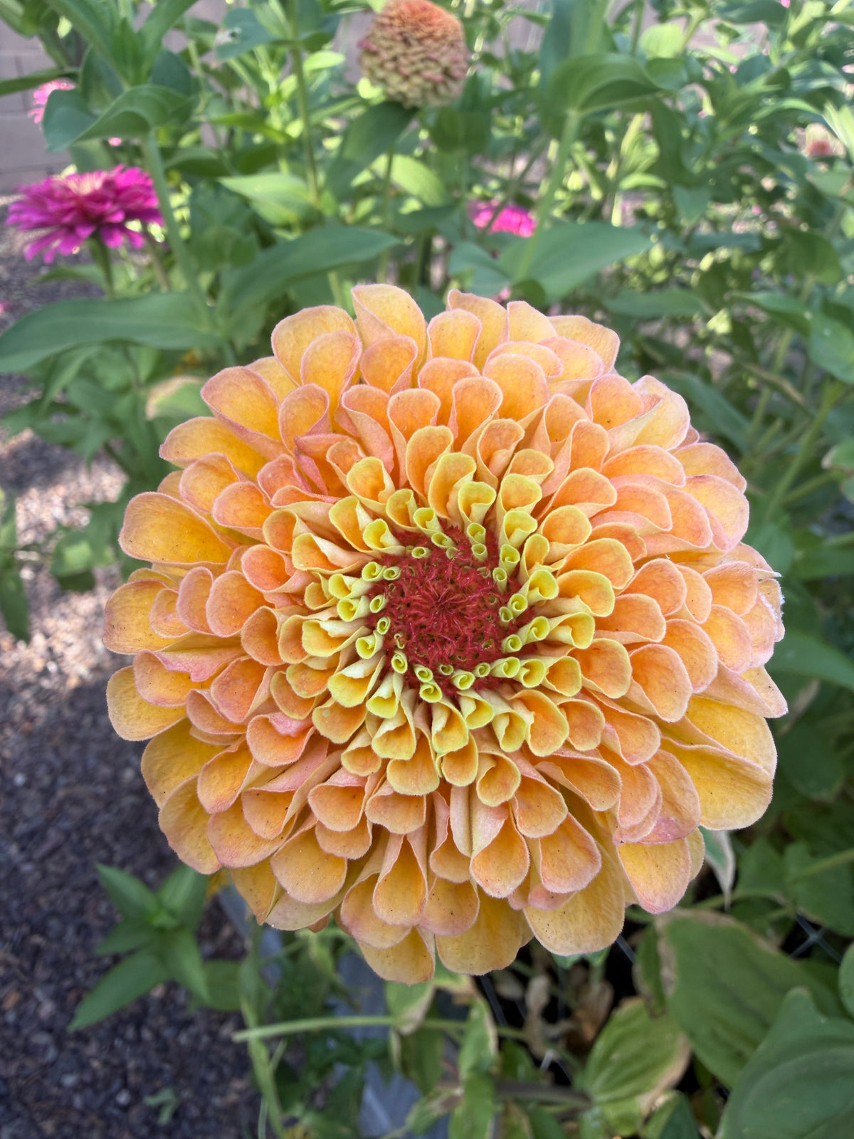 Zinnia Queen Lemon Peach seeds