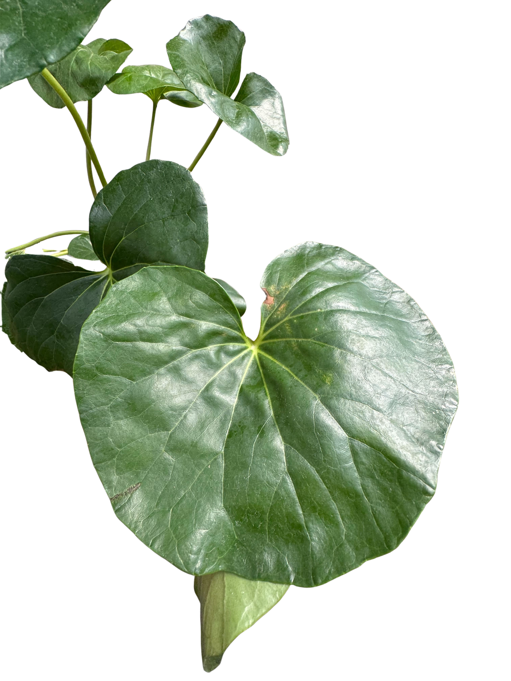 Farfugium japonicum (Leopard Plant) | Bold Architectural Foliage Plant | House Plant Shop