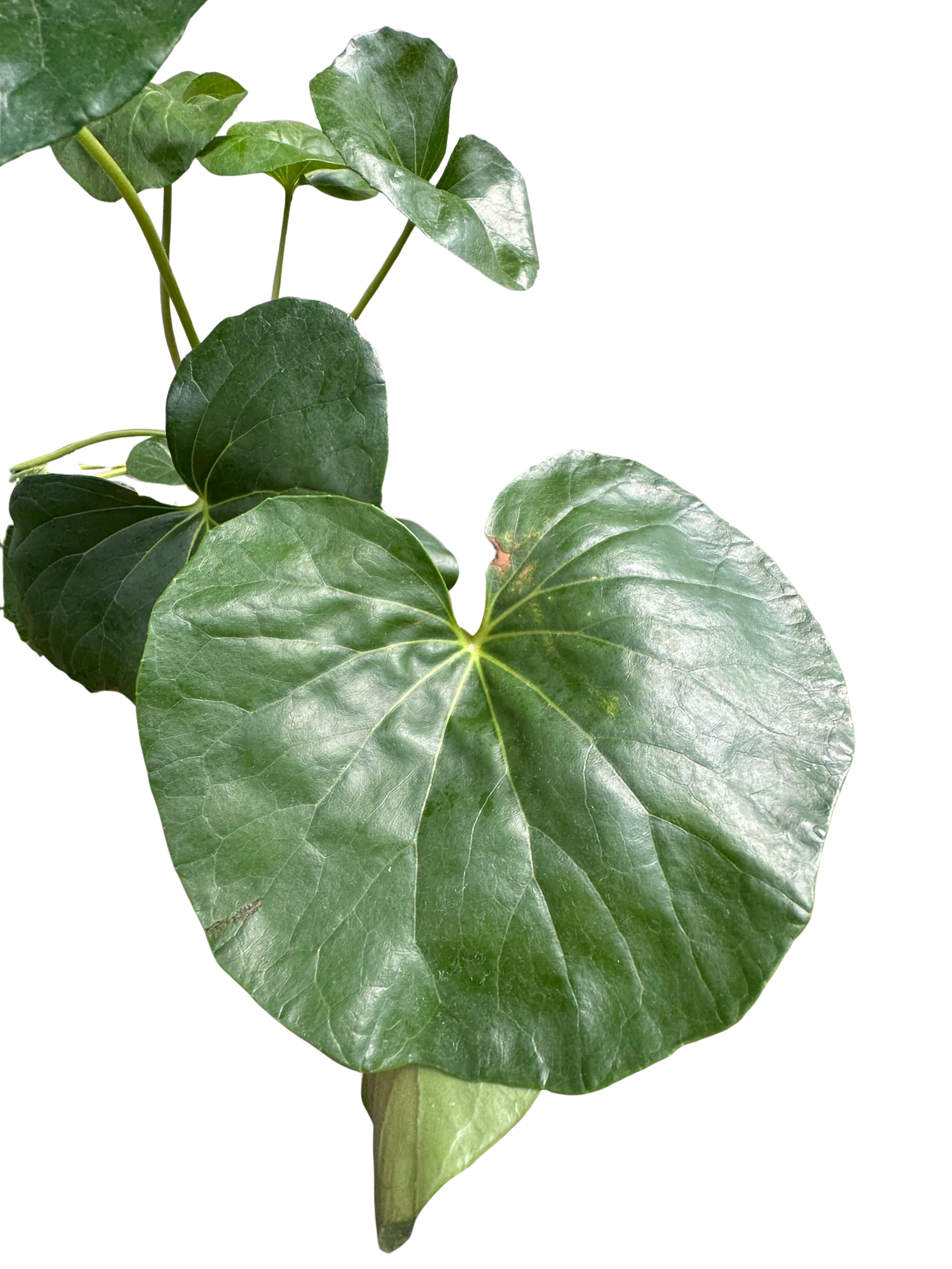 Farfugium japonicum (Leopard Plant) | Bold Architectural Foliage Plant | House Plant Shop