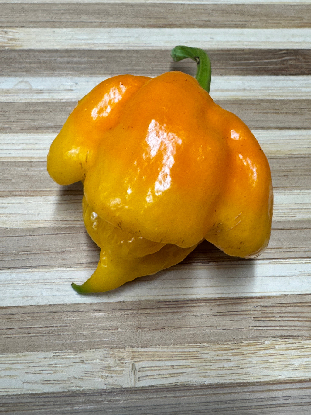 7 Pot Primo Yellow - Seeds