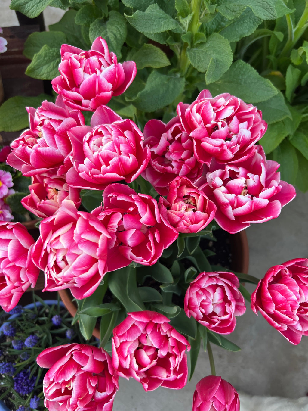 Tulip Columbus