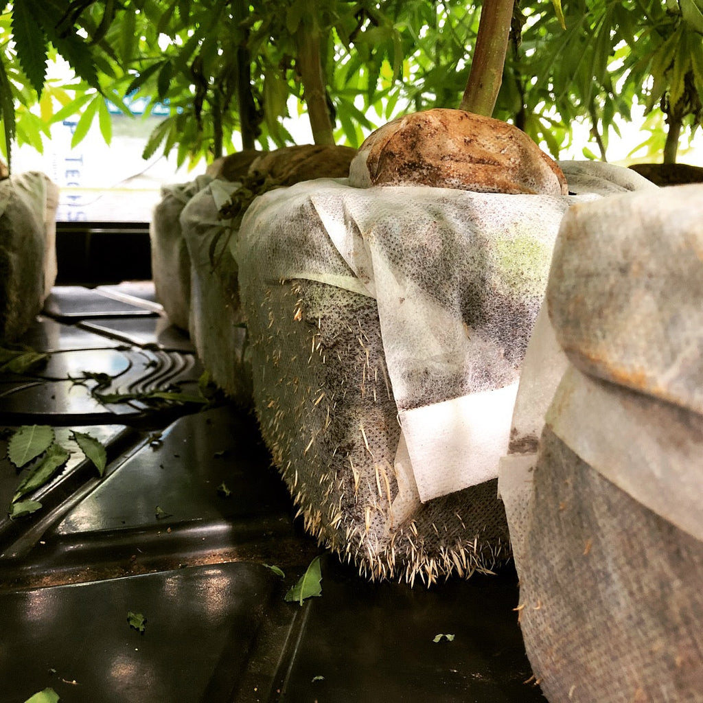 GroEzy™ - 6" Coco Grow Cubes