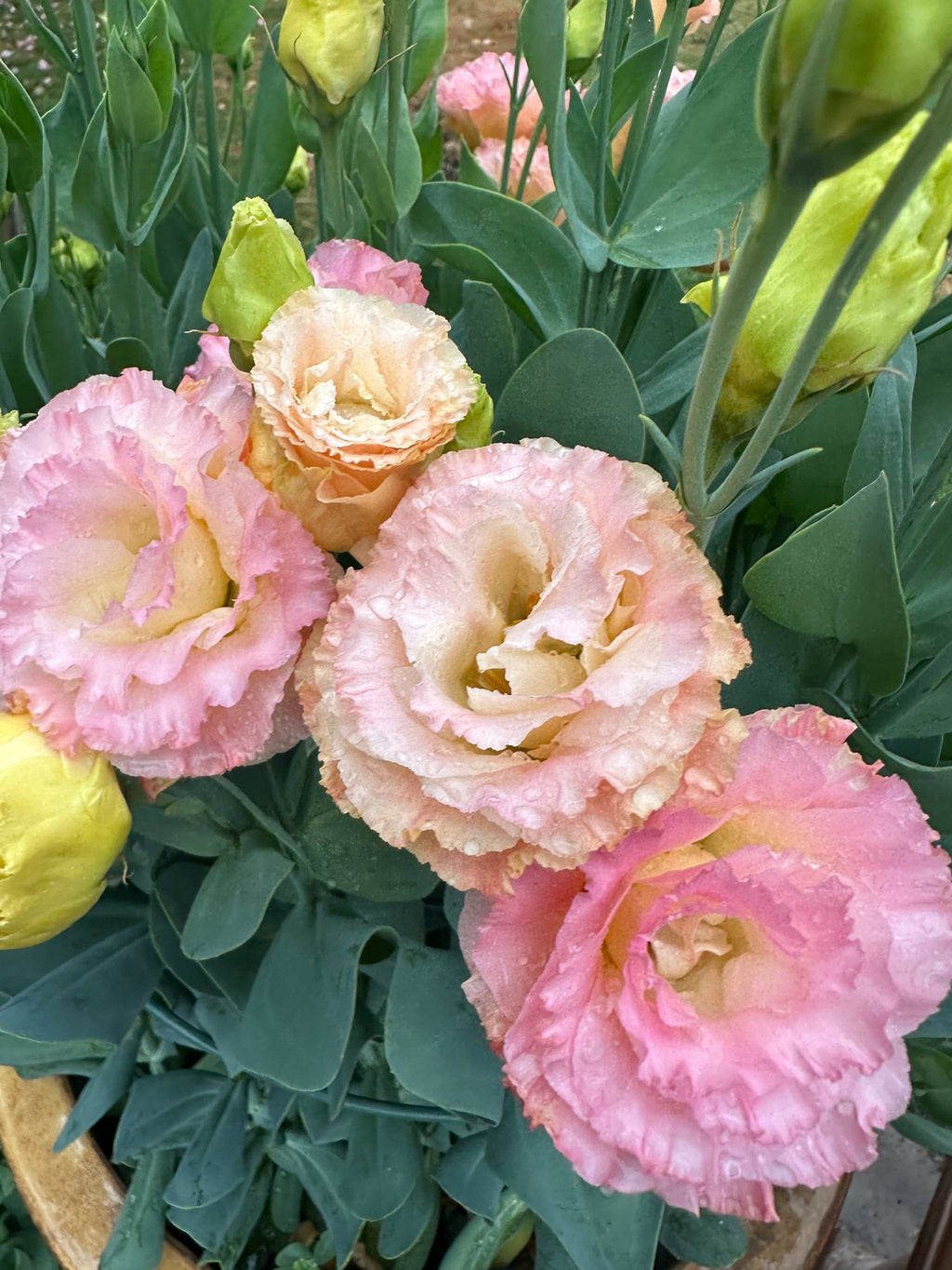 Lisianthus 'Champagne 3' seeds
