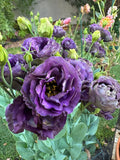 Lisianthus Roseanne Black Pearl seeds