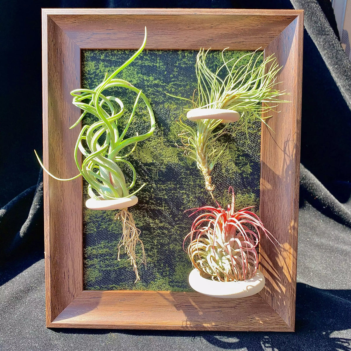 Air plant combination