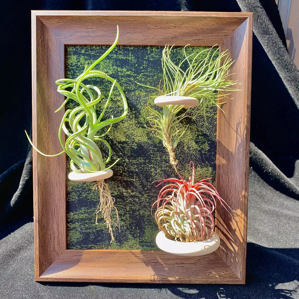 Air plant combination