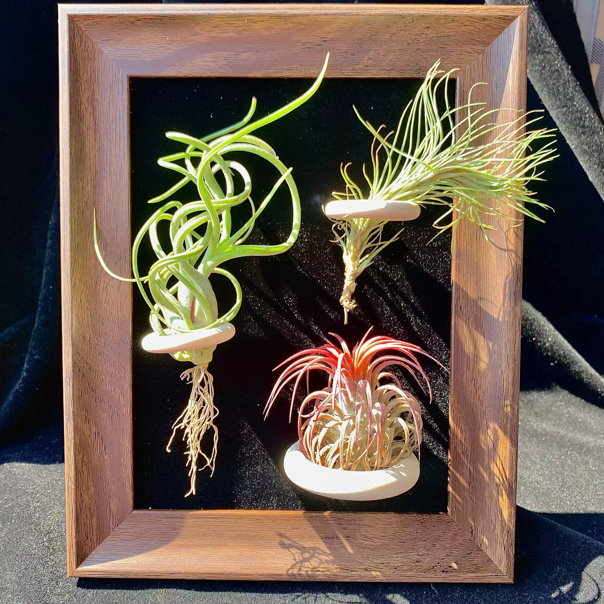 Air plant combination