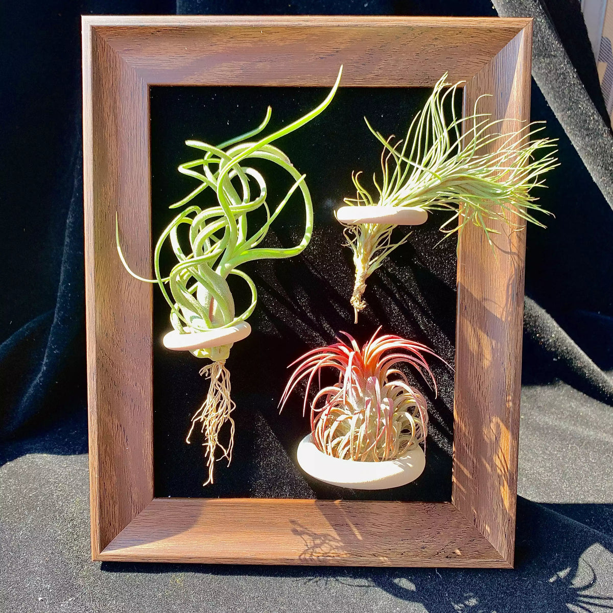 Air plant combination