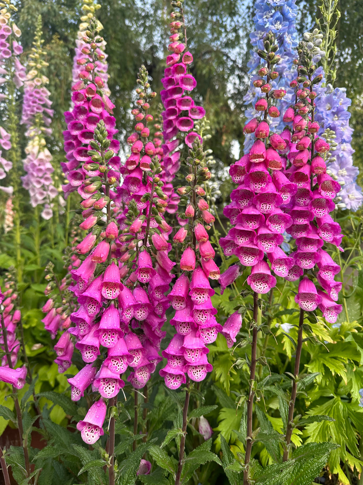 Foxglove Panther Pink seeds