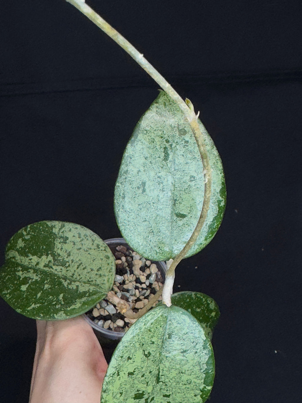Hoya Verticillata Silver ( From Indonesia), silvery gem leaves, rare #2