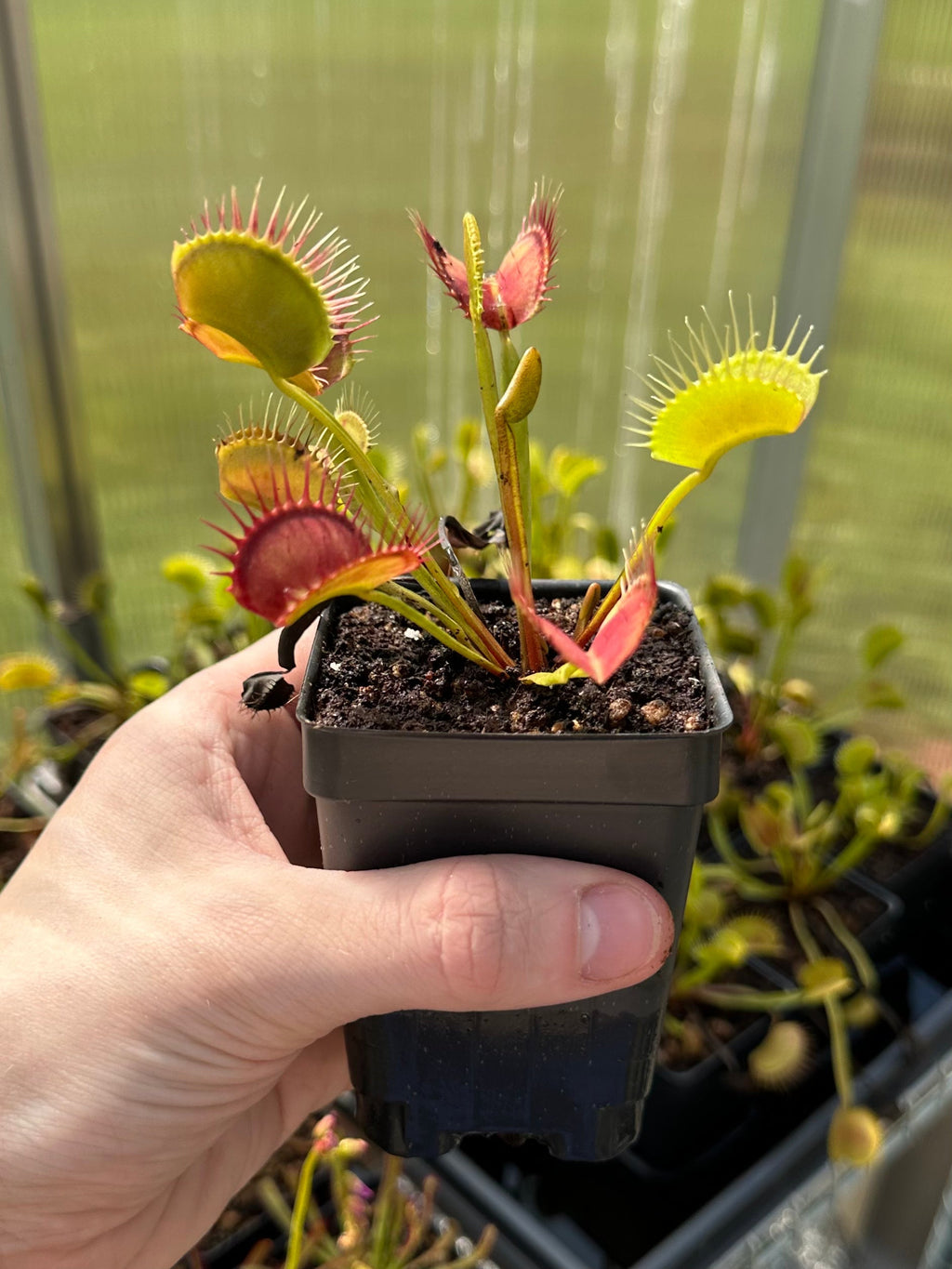 Venus Flytrap (Typical Form)