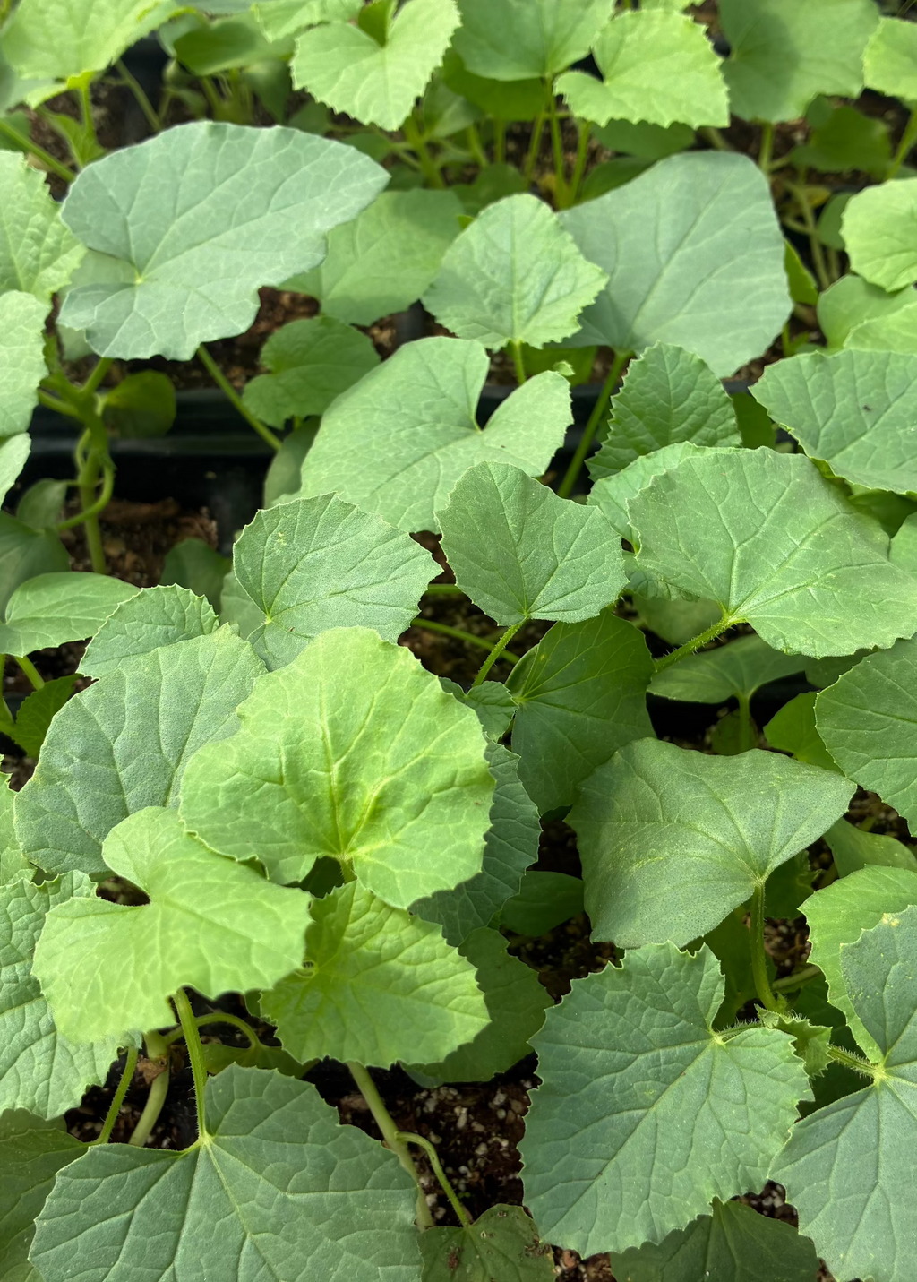 Dosakai (Cucumis melo var. chito)