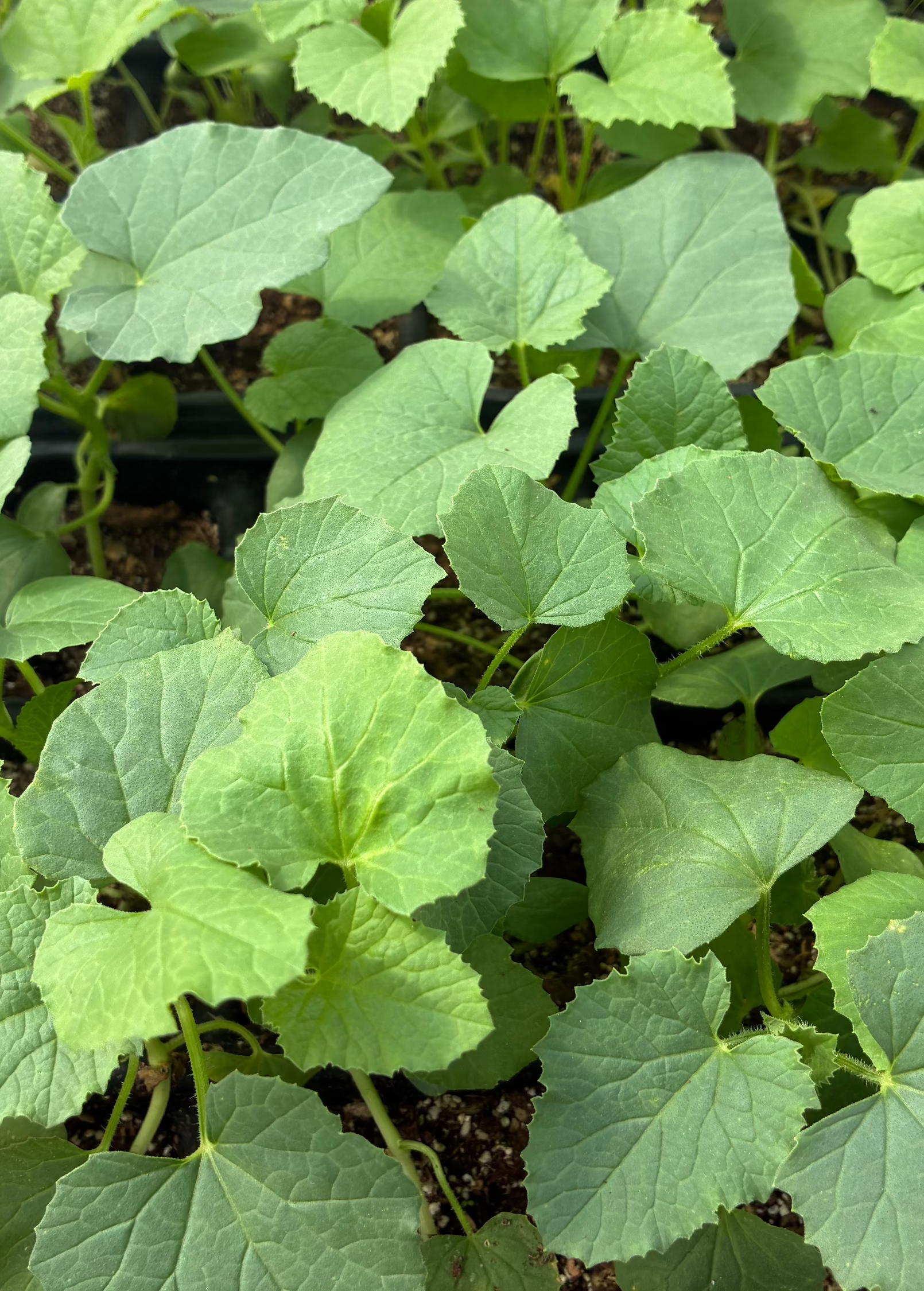 Dosakai (Cucumis melo var. chito)