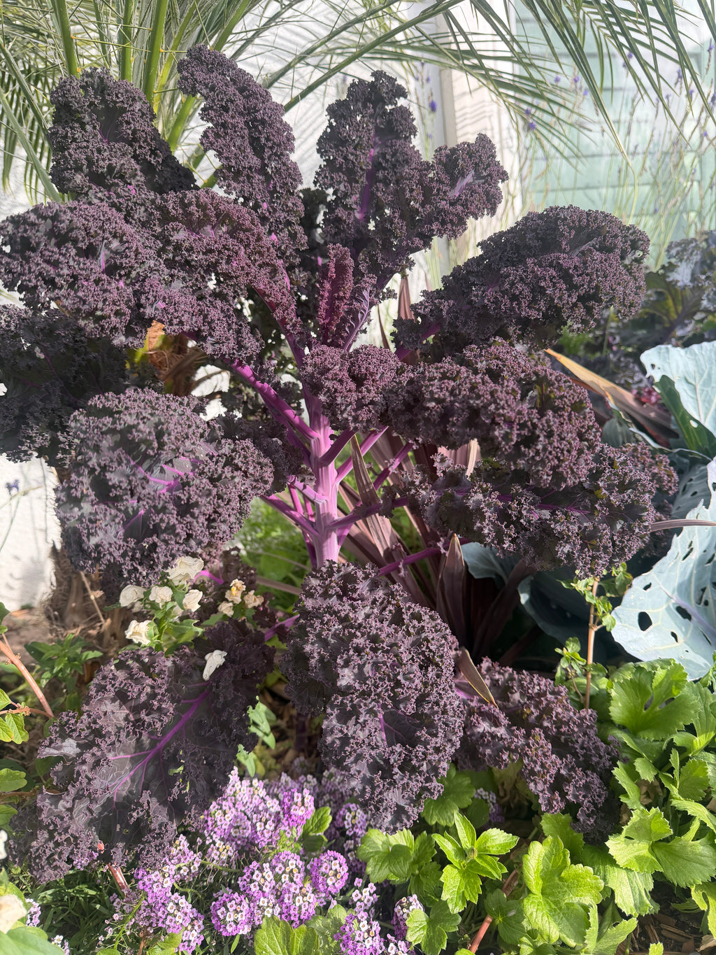 Scarlet red Kale seeds