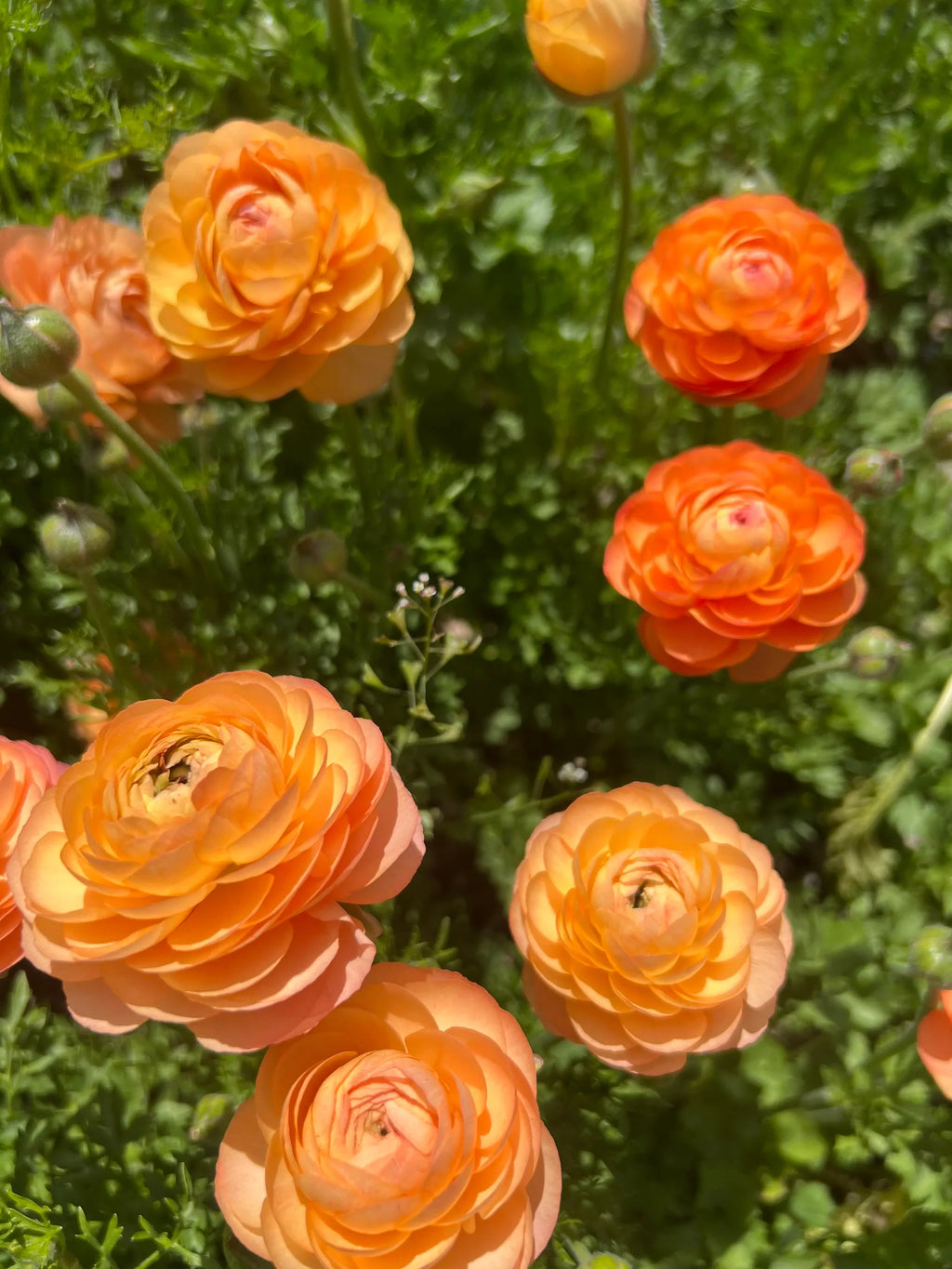 Ranunculus Amandine Salmon corms
