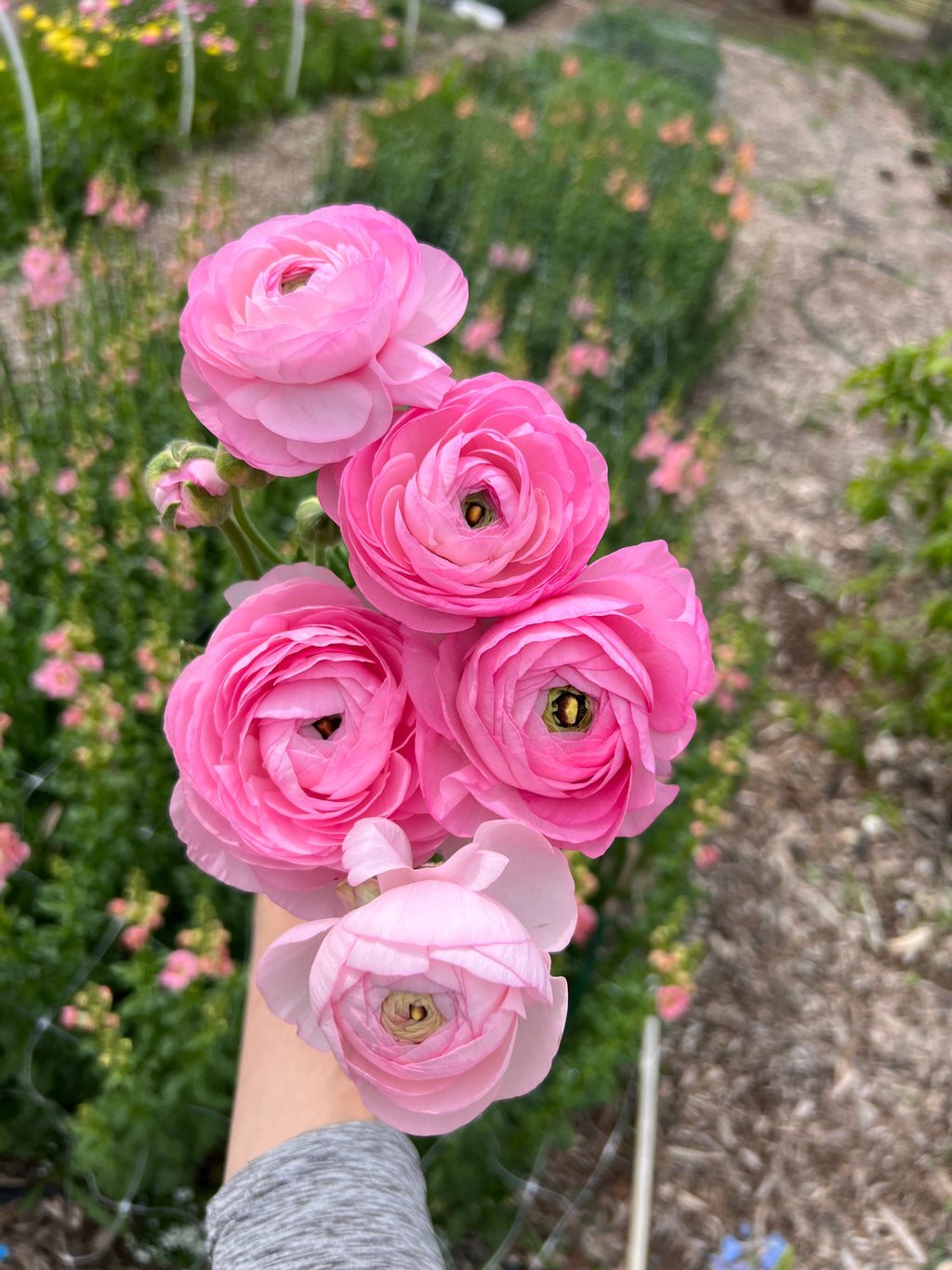 Ranunculus Chamallow