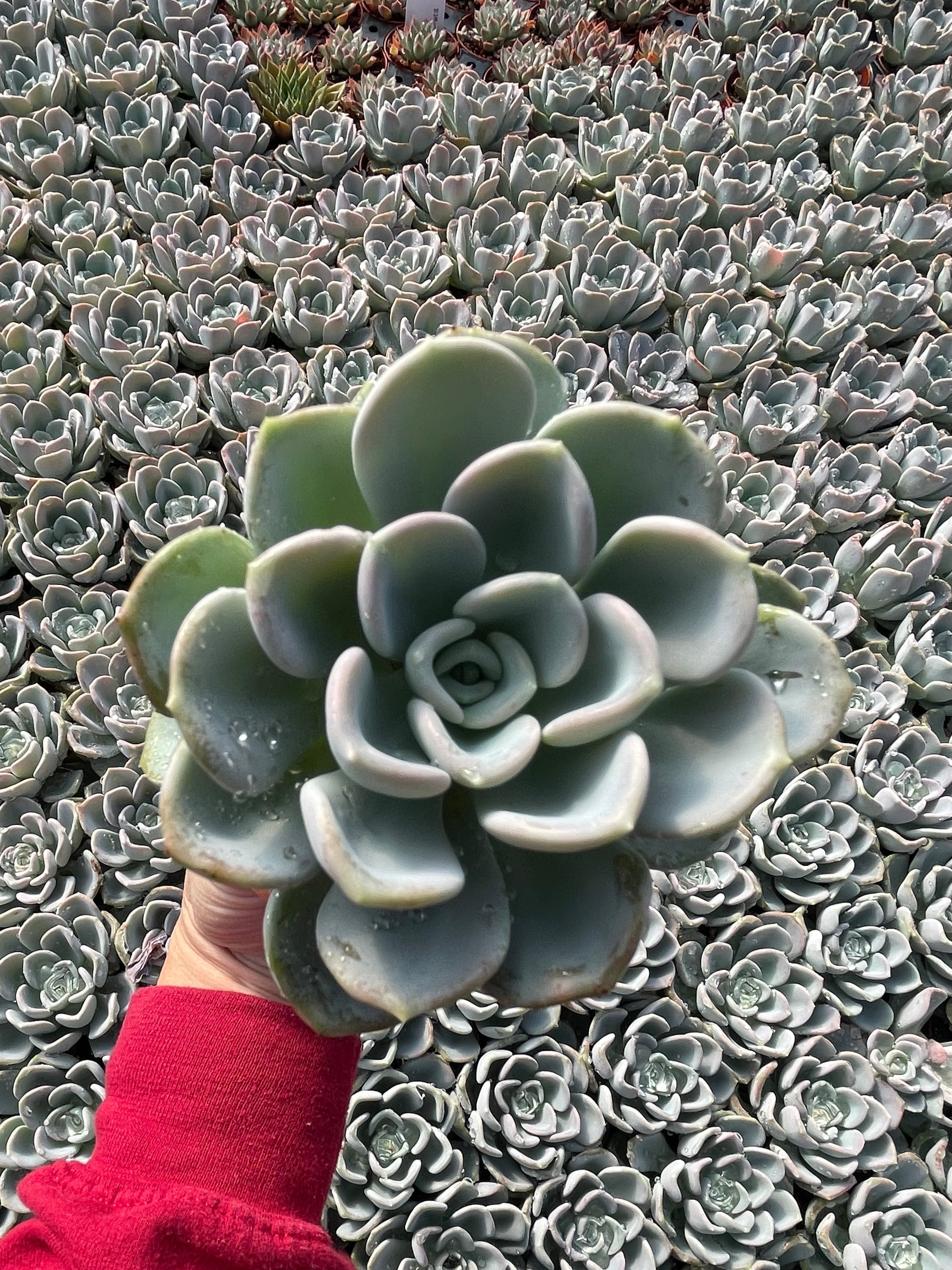 Echeveria Orpet - Tray of 40