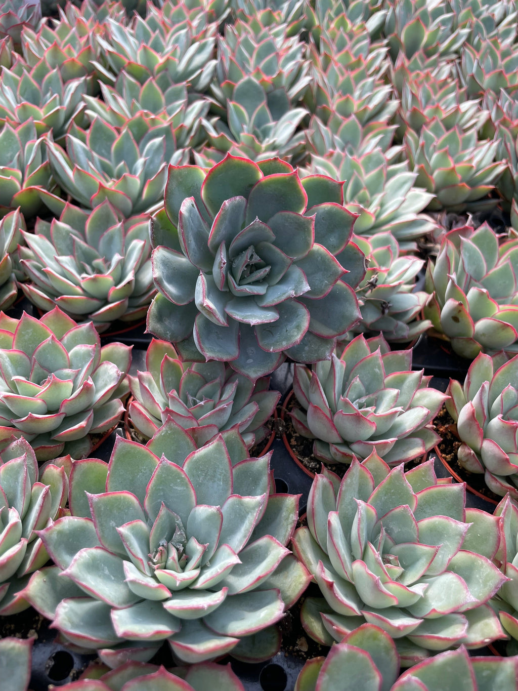 Echeveria Moonshine - Tray of 40